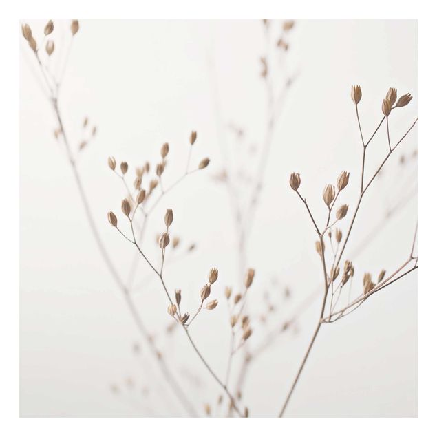 Billeder Monika Strigel Delicate Buds On A Wildflower Stem