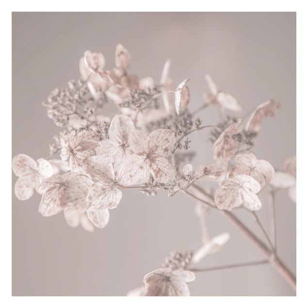 Billeder Monika Strigel Delicate White Hydrangea