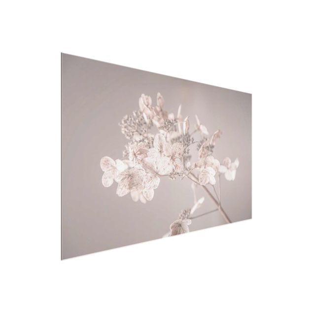 Billeder blomster Delicate White Hydrangea