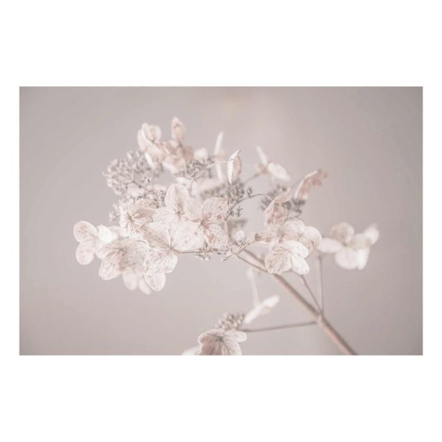 Billeder Monika Strigel Delicate White Hydrangea