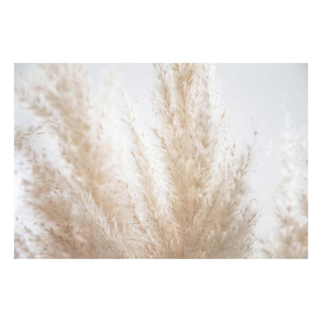 Billeder Monika Strigel Delicate Pampas Grass Close Up