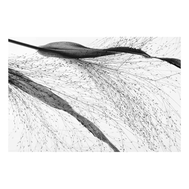 Billeder sort og hvid Delicate Reed With Subtle Buds Black And White