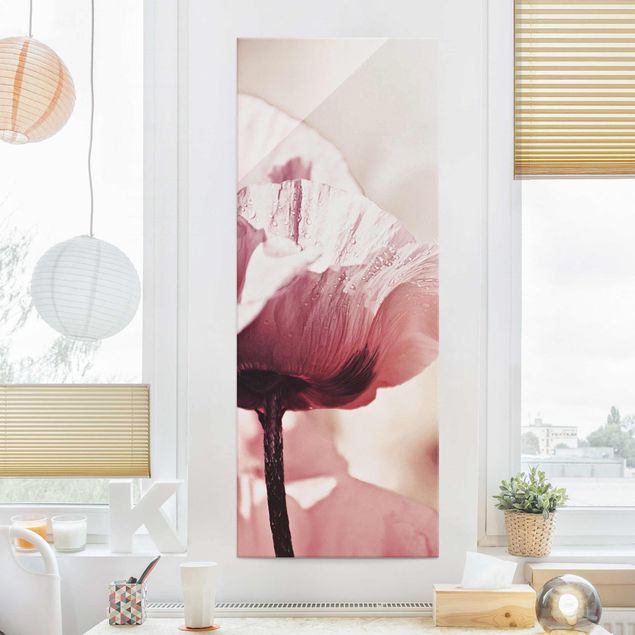 Glasbilleder valmuer Pale Pink Poppy Flower With Water Drops