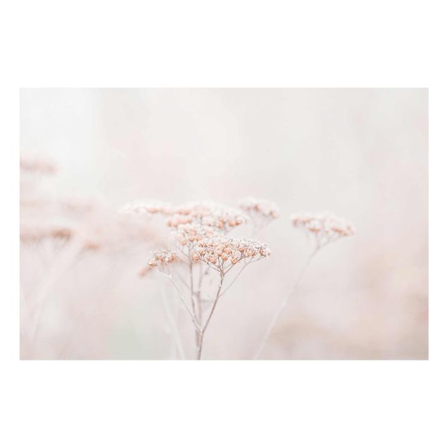 Billeder lyserød Pale Pink Wild Flowers