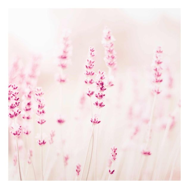Billeder lyserød Pale Pink Lavender