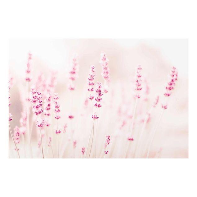 Billeder lyserød Pale Pink Lavender