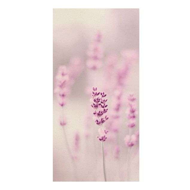 Billeder blomster Pale Purple Lavender