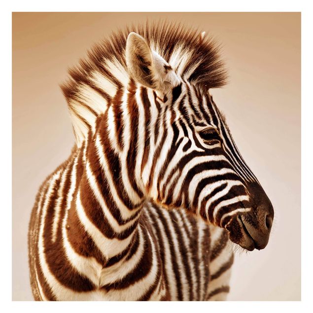 Tapet Zebra Baby Portrait