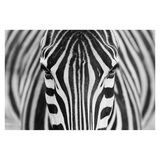 Fototapet sort og hvid Zebra Look