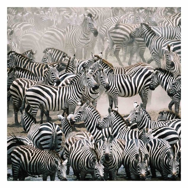 Tapet Zebra Herd