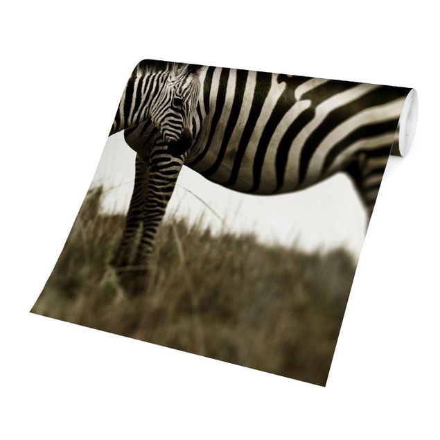 Dyre tapet Zebra Couple