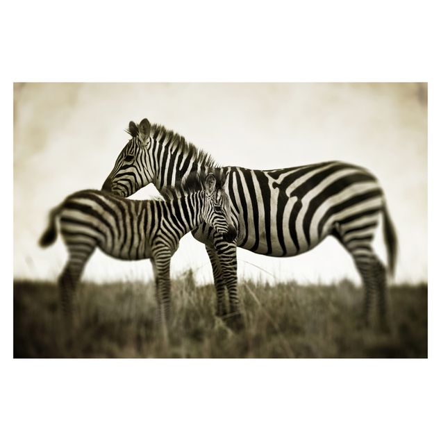 Tapet Zebra Couple
