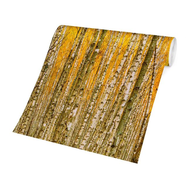 Fototapet gul Between Yellow Birch Trees
