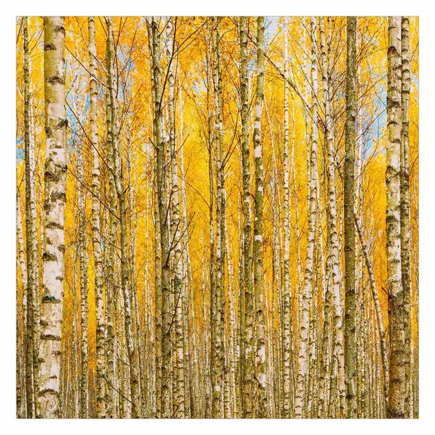 Tapet Between Yellow Birch Trees