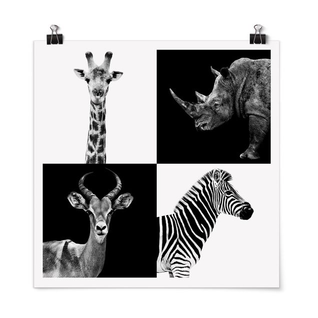 Billeder zebraer Safari Quartet