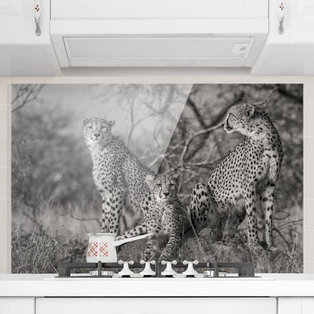 køkken dekorationer Three Cheetahs