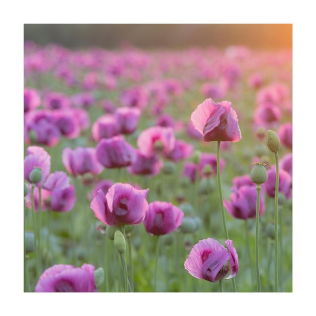 gulvtæppe lilla Purple Poppy Flower Meadow In Spring