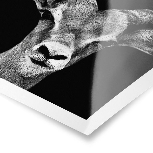 Billeder Impala antelope black and white