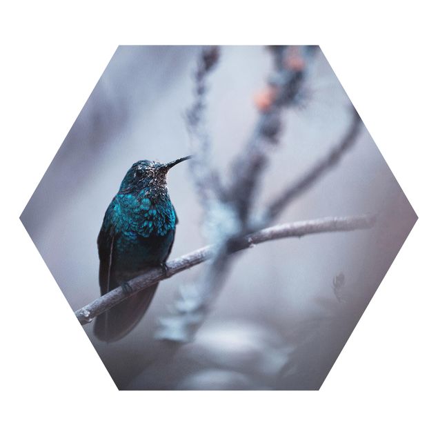 Forex Hummingbird In Winter