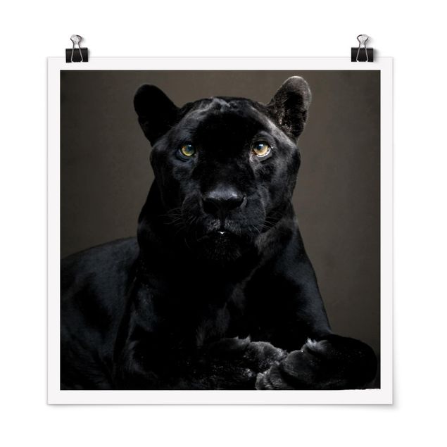 Plakater dyr Black Puma