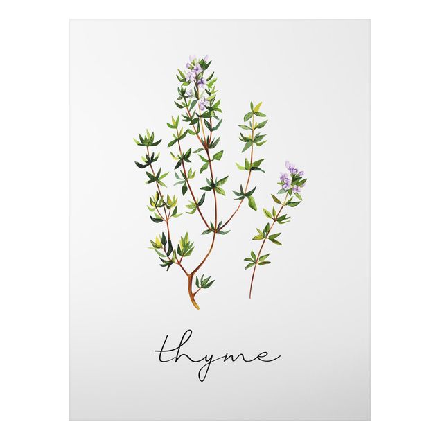Billeder krydderier Herbs Illustration Thyme