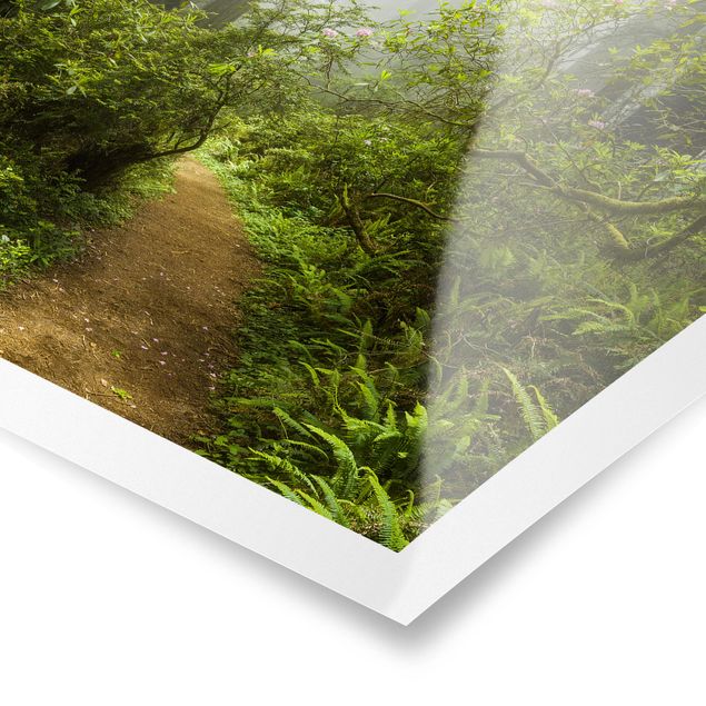 Billeder grøn Misty Forest Path