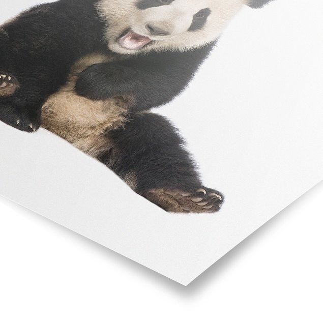 Billeder moderne Laughing Panda