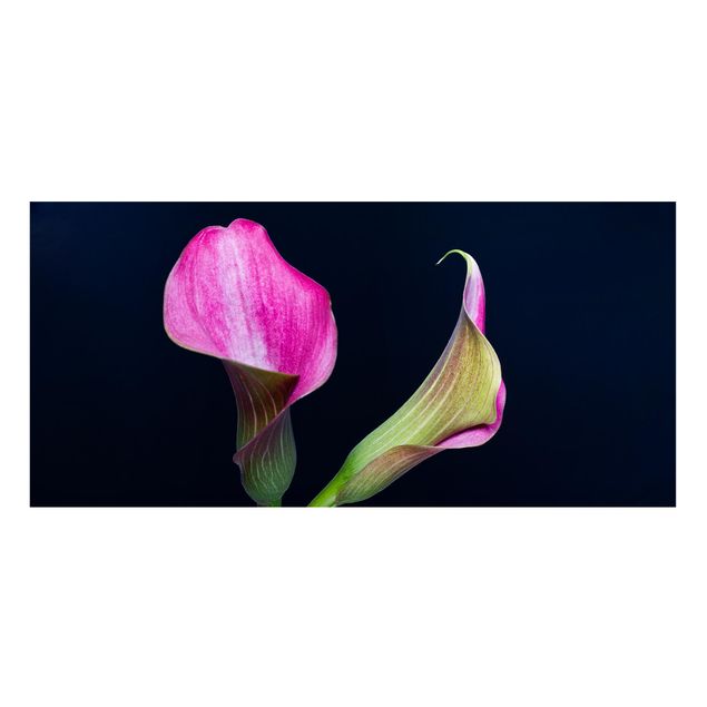 Magnettavler blomster Calla Close-Up Black Backdrop
