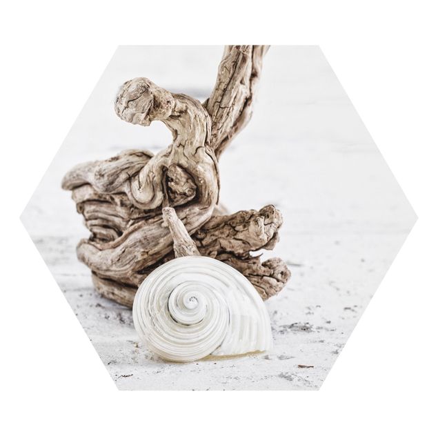 Billeder kunsttryk White Snail Shell And Burl