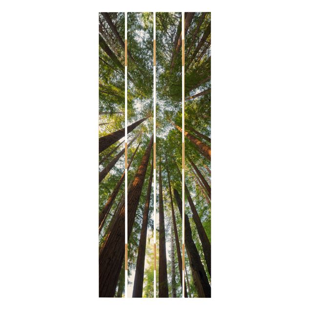 Billeder Sequoia Tree Tops