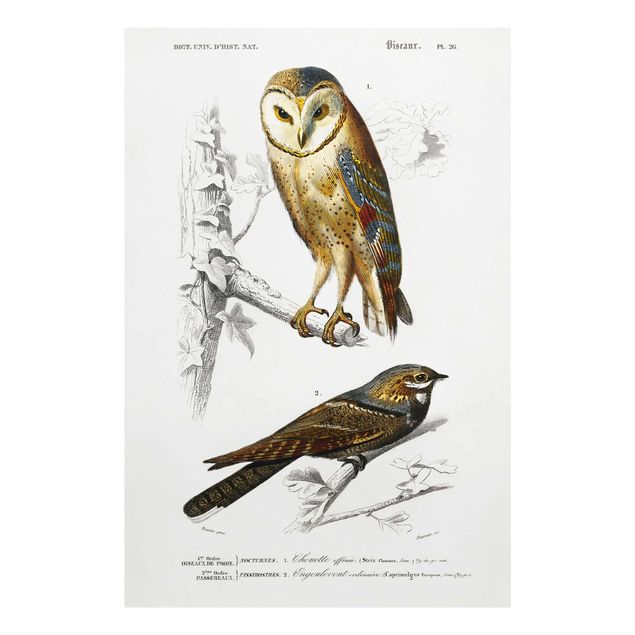 Billeder brun Vintage Board Owl And Swallow
