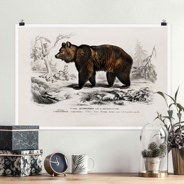 Billeder bjørne Vintage Board Brown Bear