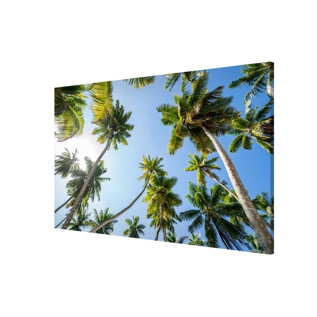 Billeder natur Palm Tree Canopy