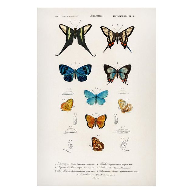 Billeder sommerfugle Vintage Board Butterflies I