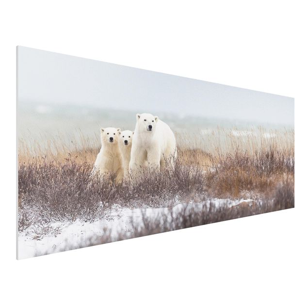 Billeder bjørne Polar Bear And Her Cubs