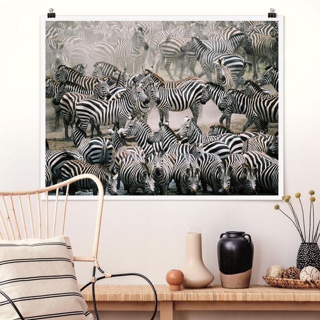 Billeder zebraer Zebra Herd