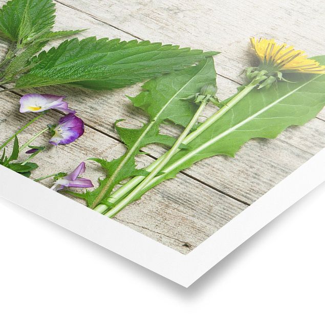 Plakater Medicinal and Meadow Herbs