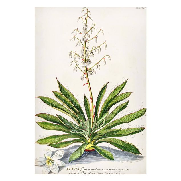 Billeder landskaber Vintage Botanical Illustration Yucca