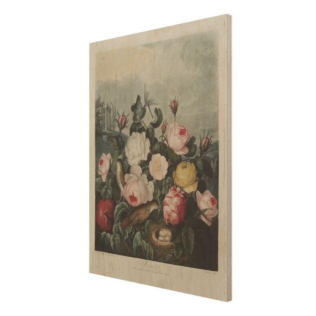 Prints på træ vintage Botany Vintage Illustration Of Roses