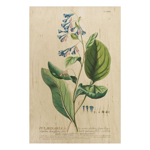 Prints på træ blomster Vintage Botanical Illustration Lungwort