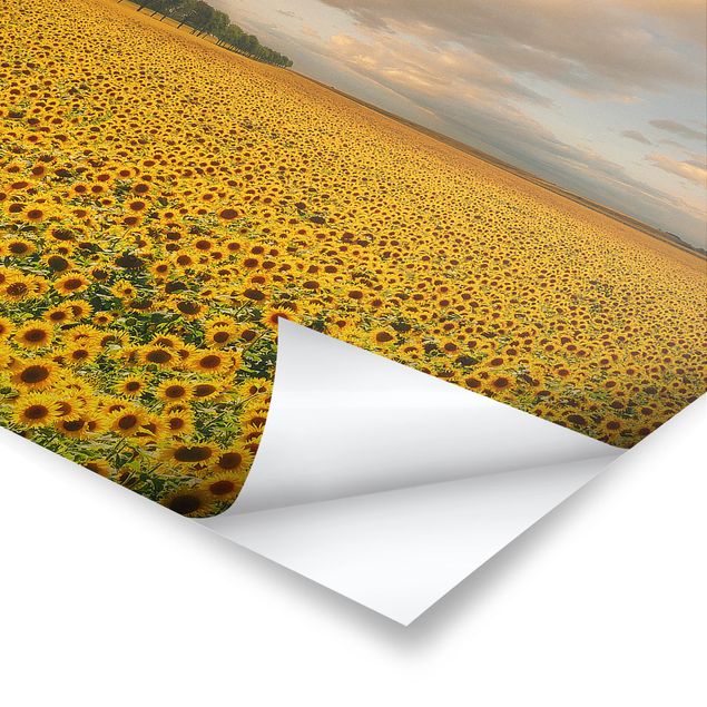 Billeder gul Field With Sunflowers