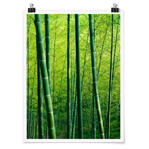 Billeder landskaber Bamboo Forest