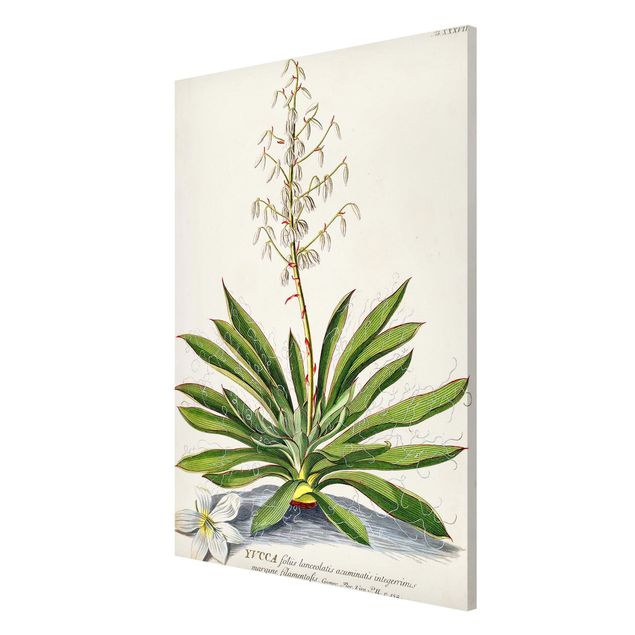 Magnettavler blomster Vintage Botanical Illustration Yucca