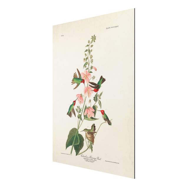 Billeder blomster Vintage Board Colombian Hummingbird