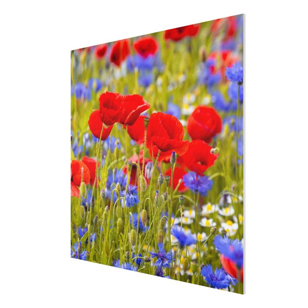 Billeder blomster Summer Meadow With Poppies And Cornflowers