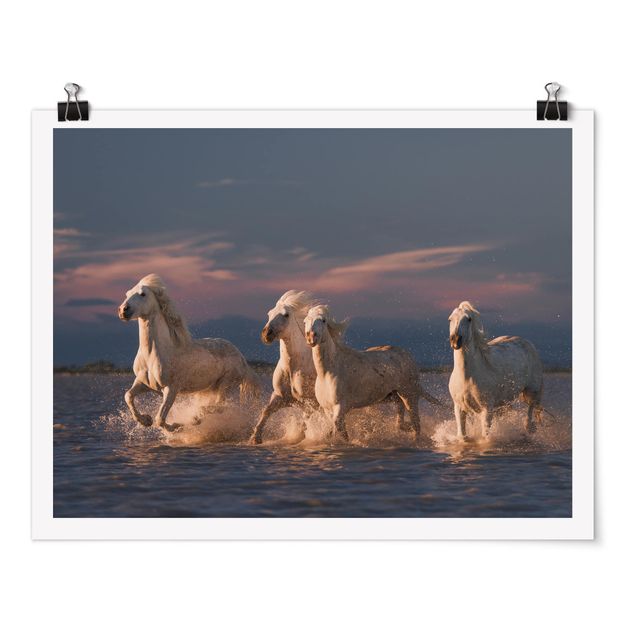 Billeder moderne Wild Horses In Kamargue