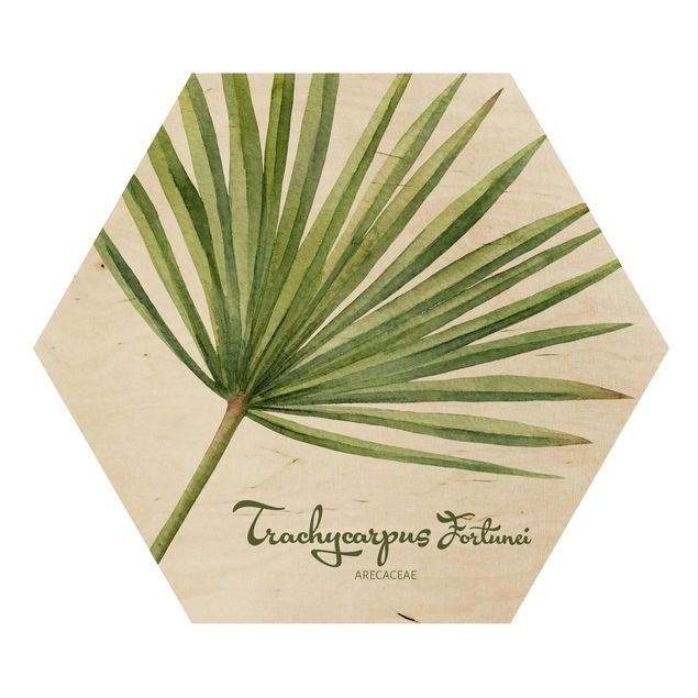 Sekskantede billeder Watercolour Botany Trachycarpus Fortunei