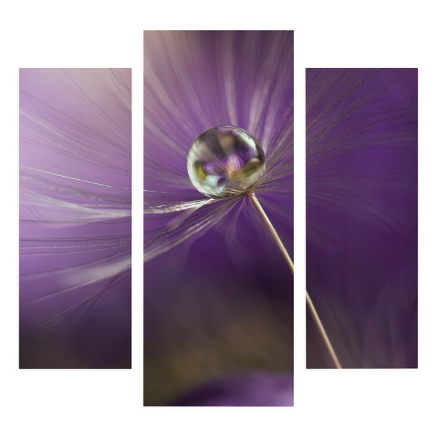 Billeder blomster Dandelion In Violet