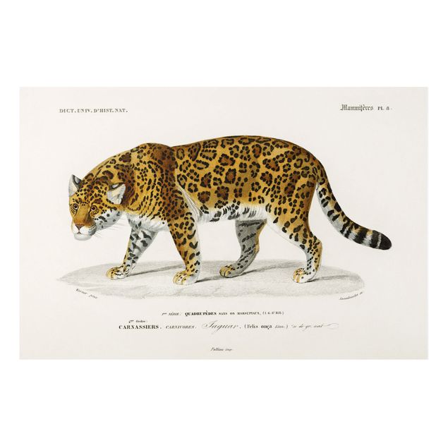 Billeder katte Vintage Board Jaguar