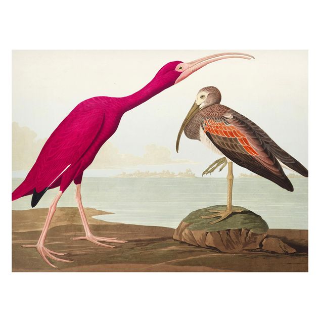 Billeder landskaber Vintage Board Red Ibis